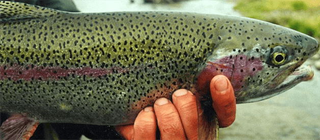 Imagen Placeholder Imagen Placeholder