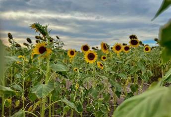 Girasoles en Mocorito: cuánto cuesta entrar y cómo llegar a este atractivo turístico