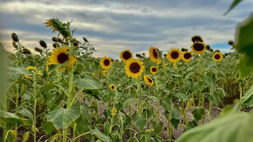 FOTO: El campo de girasoles de Mocorito.