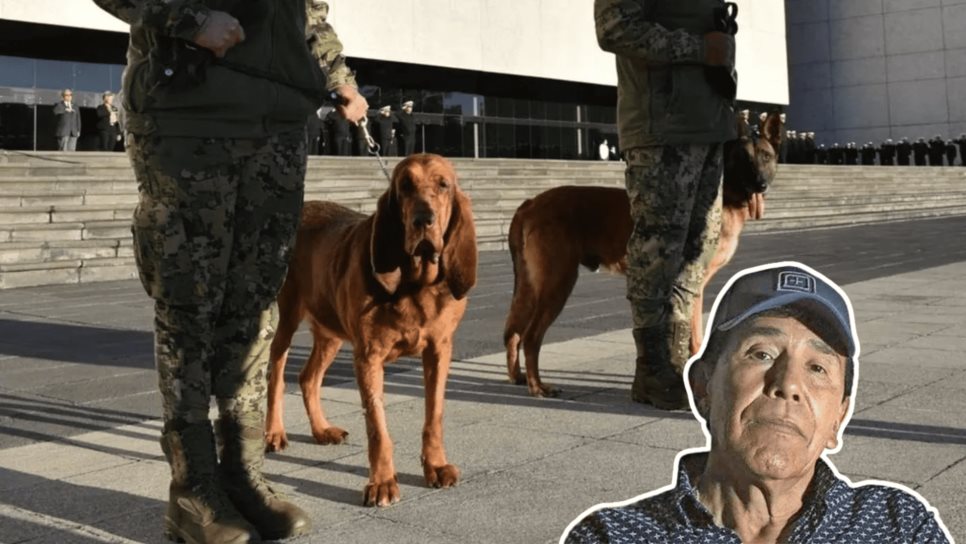 Se retira «Max», la perrita que encontró a Caro Quintero; Marina la despide con honores Se retira «Max», la perrita que encontró a Caro Quintero; Marina la despide con honores