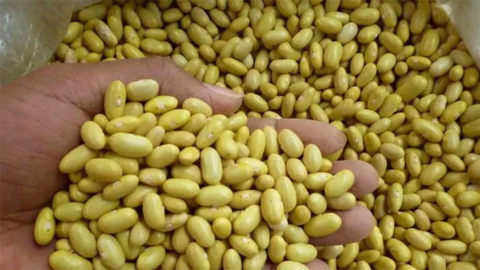 La expectativa de producción de frijol para Sinaloa que estableció 90 mil hectáreas esta temporada bajó,  después de las heladas registradas el pasado 9 de enero.