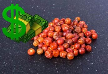 Venden el chiltepín hasta en $2 mil el kilo en Sonora; el oro rojo mexicano