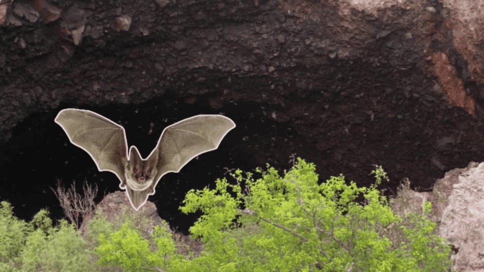 La Cueva de los Murciélagos en El Maviri: a qué hora salen y dónde ver este espectáculo natural | VIDEO