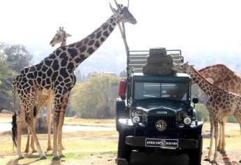 La jirafa «Benito», ya se acopló con el resto de la manada en Africam Safari |VIDEO