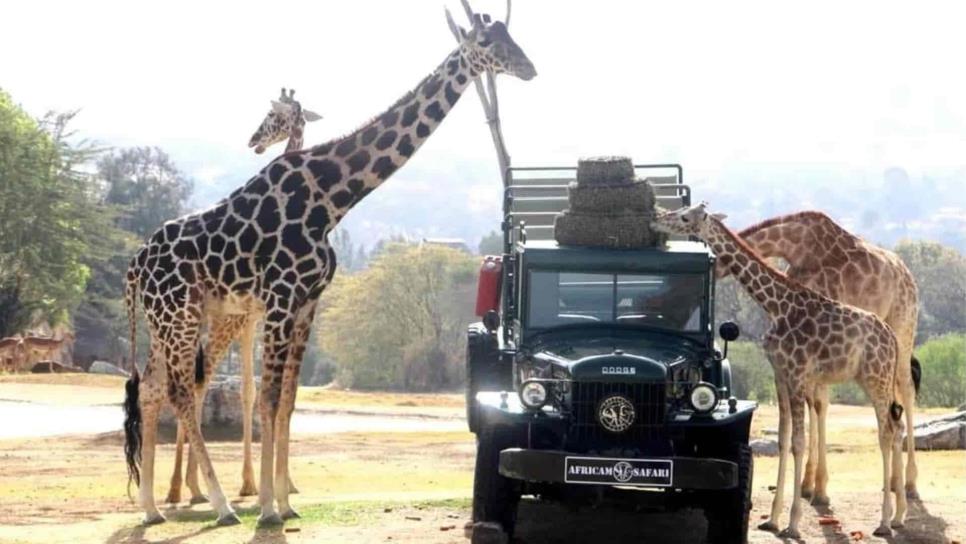 La jirafa «Benito», ya se acopló con el resto de la manada en Africam Safari |VIDEO