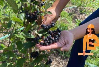 Obreros dejan «maquilas» de Los Mochis para ir al corte de arándano