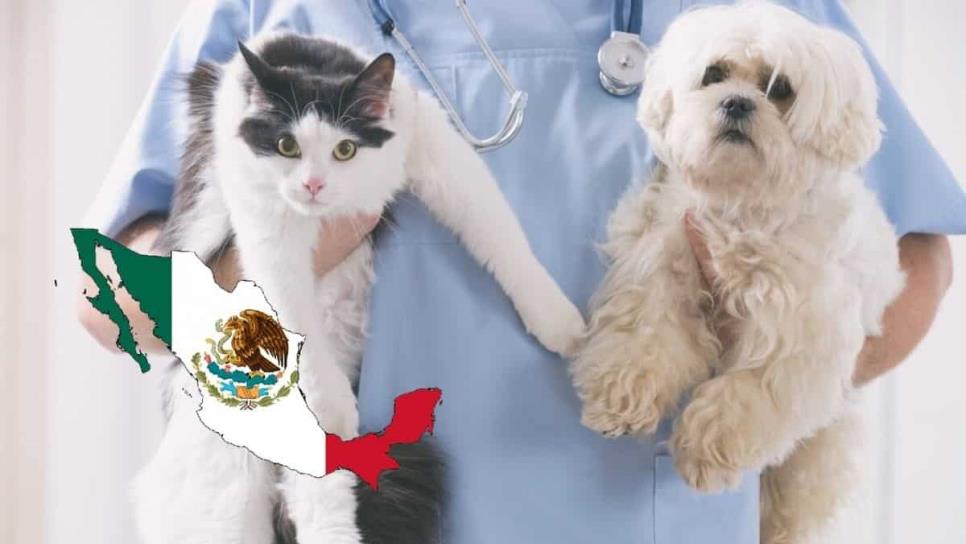 Por ley, ya habrá veterinarias gratuitas para esterilizar mascotas en todo México