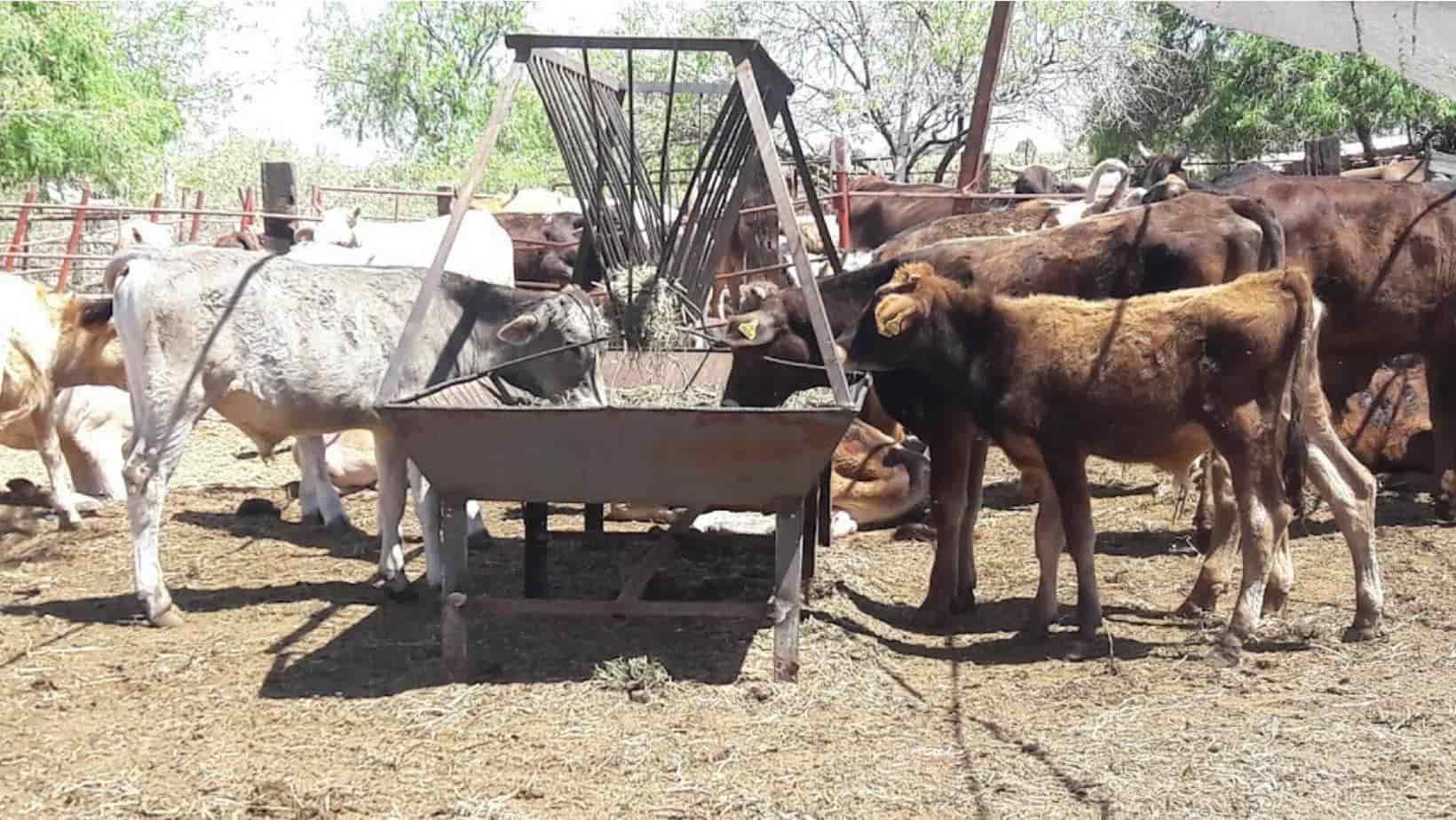 Sinaloa busca recuperar estatus zoosanitario. | FOTO: Luz Noticias.