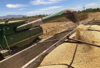 «No se ha pagado apoyo de $750 a maiceros de Sinaloa»: CNC