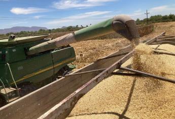 Dan prórroga al 20 de febrero para permiso de inicio de siembra en Sinaloa
