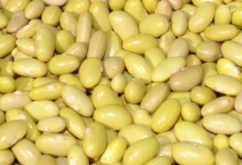 Aumenta el precio del frijol, ¿cuánto cuesta el kilo en Sinaloa?