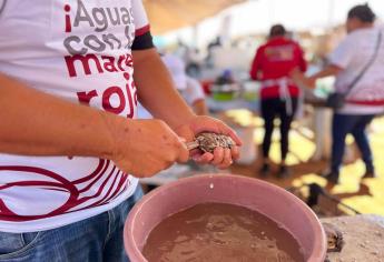 Inauguran con gran éxito la feria del ostión en Celestino Gasca, Elota