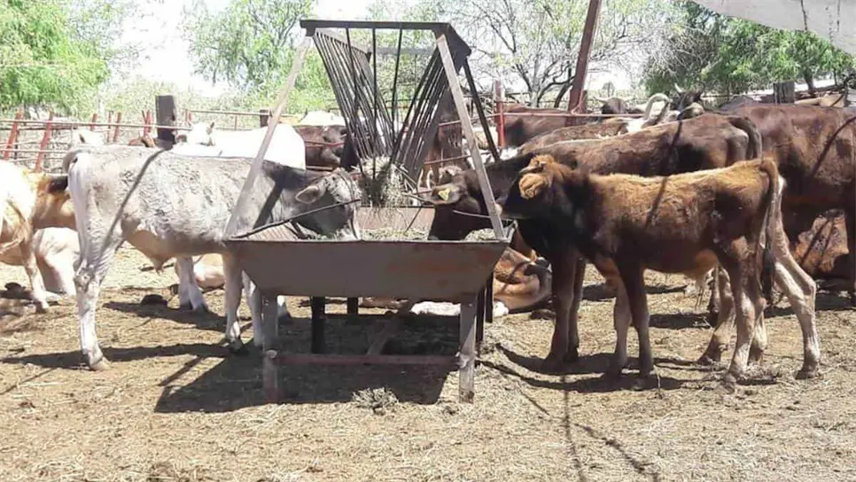 Los ganaderos buscan el apoyo del gobierno. FOTO: Luz Noticias
