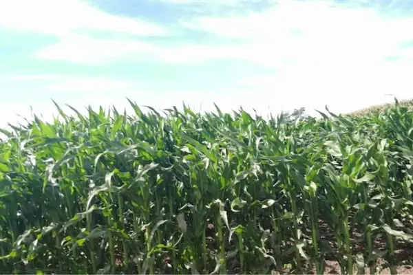 Maíz, el principal cultivo en Sinaloa aún con sequía Maíz, el principal cultivo en Sinaloa aún con sequía