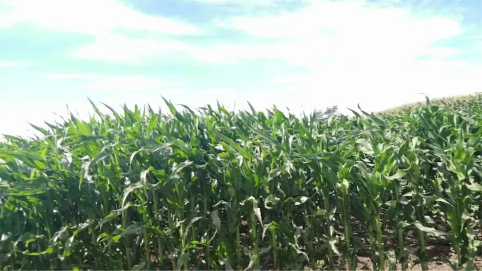 Maíz, el principal cultivo en Sinaloa aún con sequía. | FOTO: Luz Noticias.