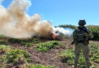 Ejército Mexicano asegura plantío de mariguana en Culiacán que generaba cerca de 25 mdp