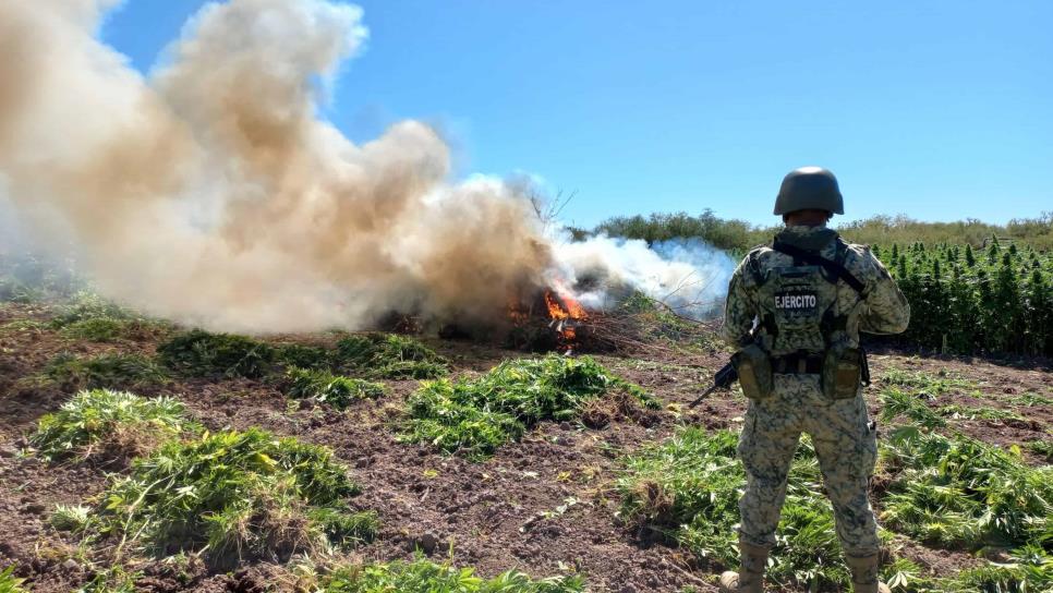 Ejército Mexicano asegura plantío de mariguana en Culiacán que generaba cerca de 25 mdp