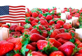 ¿Cuánto gana un recolector de fresas en Estados Unidos?