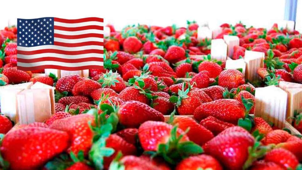 ¿Cuánto gana un recolector de fresas en Estados Unidos?