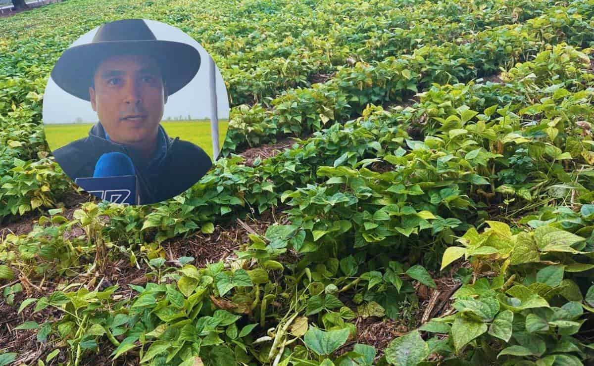 Frijol y sequía, ¿Cómo le fue a Sinaloa? 