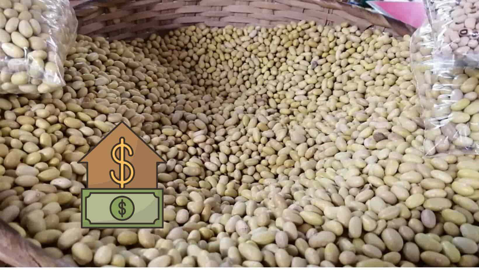 Frijol pinto o mayocoba: Cuál es el más caro y el que se consume más en Sinaloa