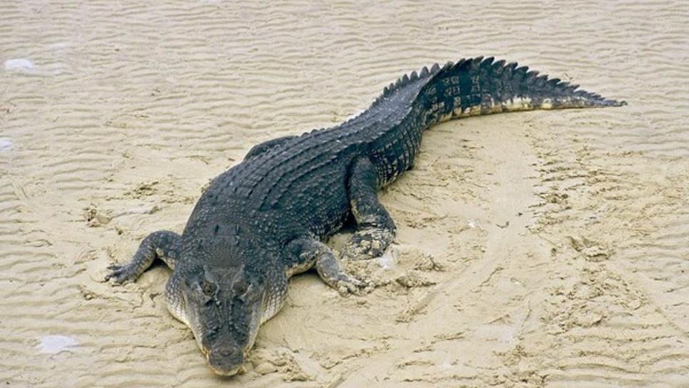 ¿Qué hacer si te encuentras con un cocodrilo en la playa o río?