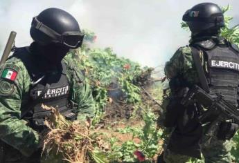 Armas, drogas y plantíos es lo que se aseguró en Sinaloa durante los operativos del Ejército 
