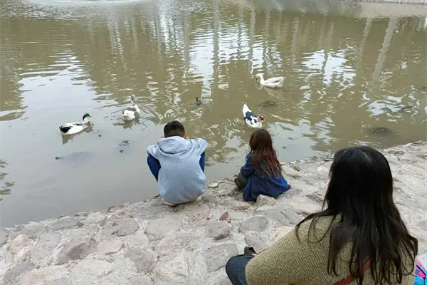 Parque Sinaloa: ¿qué pasó con el estanque donde estaban los patos y tortugas? Parque Sinaloa: ¿qué pasó con el estanque donde estaban los patos y tortugas?