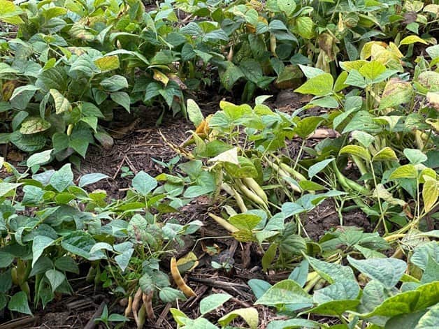 Imagen Placeholder Imagen Placeholder