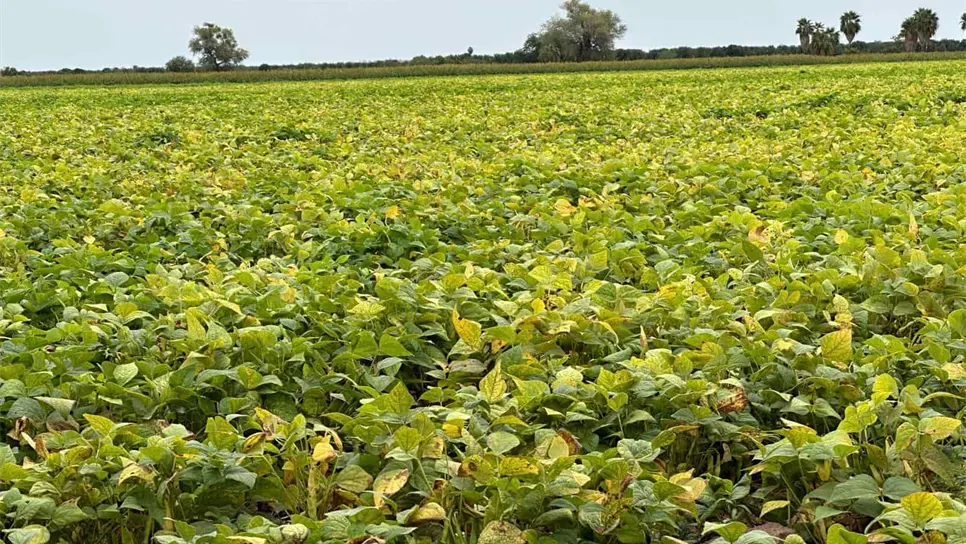 Sinaloa pronostica cosecha histórica de frijol. | FOTO: Luz Noticias.