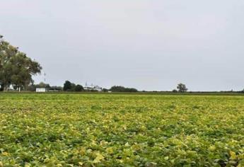 ¿Cuántas hectáreas de frijol de calidad se sembraron en Sinaloa?