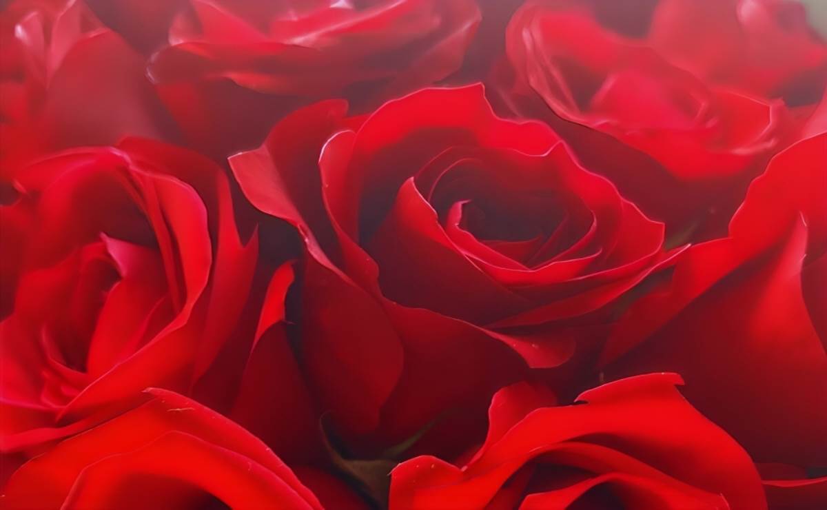 ¿Qué hacer para que las rosas de San Valentín no se marchiten tan rápido y duren más?