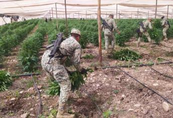 Destruyen plantío de mariguana con valor de 50 millones de pesos en Elota