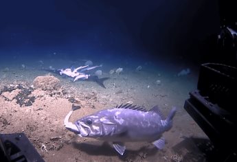 Mero enorme devora un tiburón que se alimentaba de pez espada | VIDEO