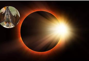 Eclipse Solar 2024: así afectará a los animales este fenómeno en Mazatlán