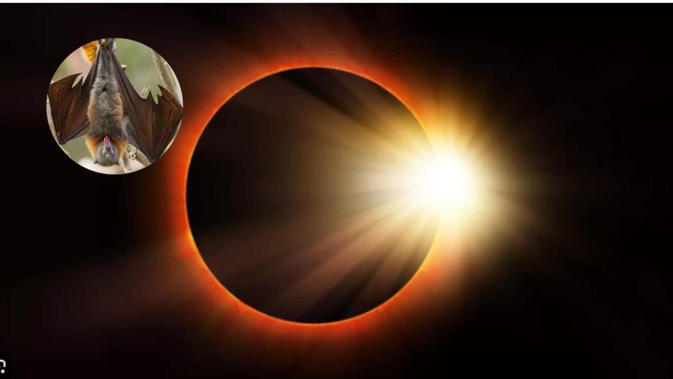 Eclipse Solar 2024: así afectará a los animales este fenómeno en Mazatlán