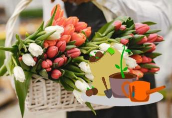 ¿Te regalaron rosas? No las tires, plántalas de esta manera para que te duren más