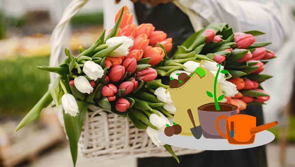 Sabiéndolas cuidar, las flores pueden vivir durante muchos años. FOTO: Pexels