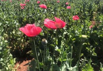 ¿Amapola en Los Mochis? Descubren planta que «nació» en el camellón de un bulevar | VIDEO