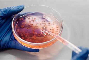 Síntomas de la melioidosis, la enfermedad que ya mató a cuatro en BCS