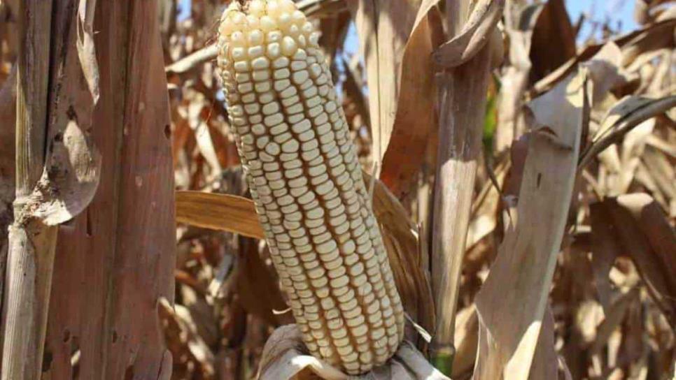 Gobierno de Sinaloa analiza comprar maíz del ciclo 2023-2024
