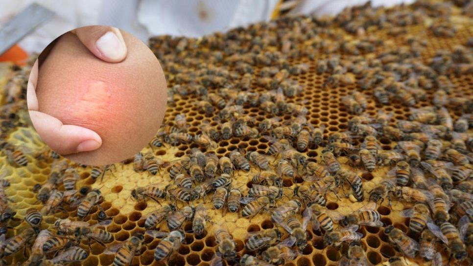Esto es lo que debes hacer si te encuentras una colmena de abejas