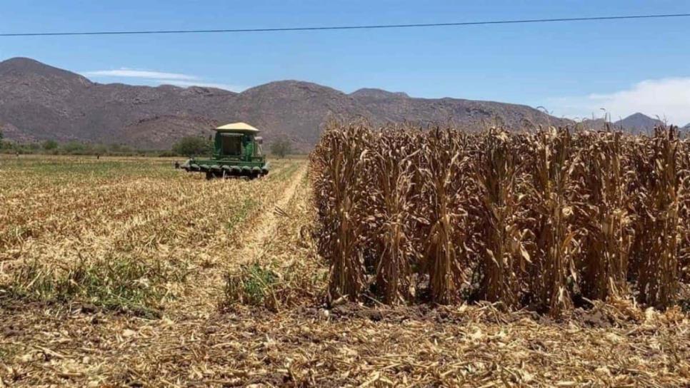 México importará  22 millones de toneladas de maíz
