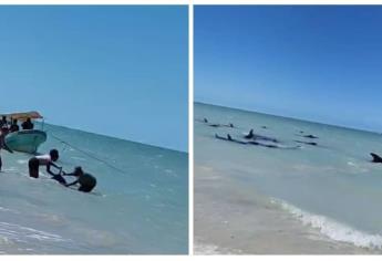 Pescadores salvan a ballenas de quedar varadas en Celestún, Yucatán