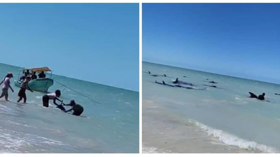 Pescadores salvan a ballenas de quedar varadas en Celestún, Yucatán