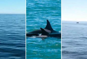 Captan «orcas asesinas» en playas de Sonora  | VIDEO