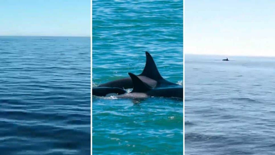 Captan «orcas asesinas» en playas de Sonora  | VIDEO