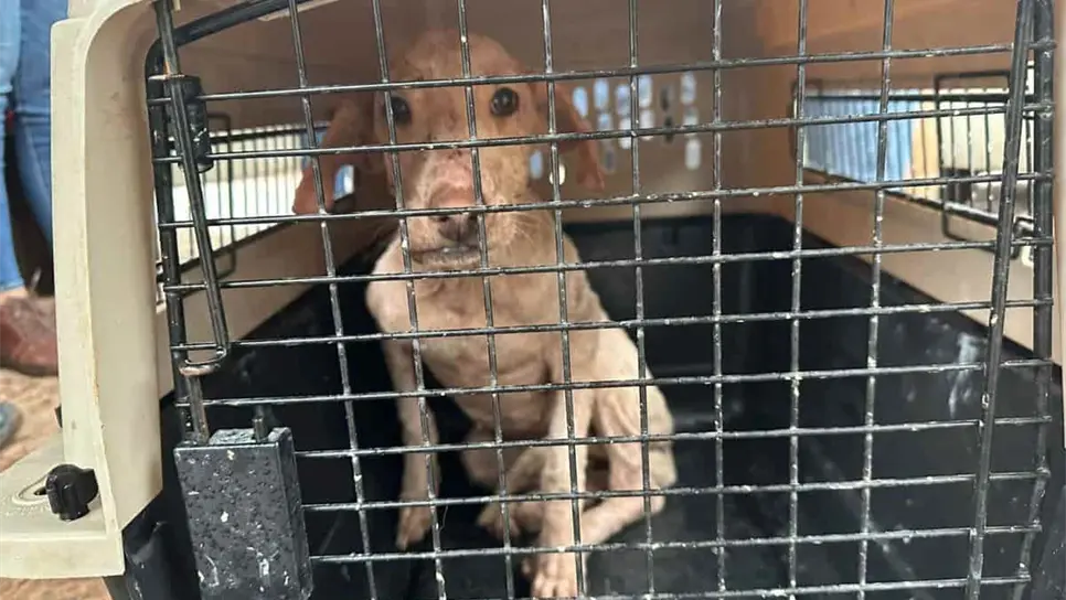 Rescatan a 5 perros del basurón de Mazatlán y buscan quién los adopte