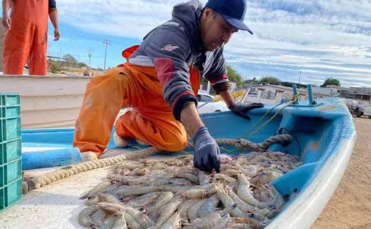 El 20 de marzo inicia la veda al camarón en el Pacífico Mexicano