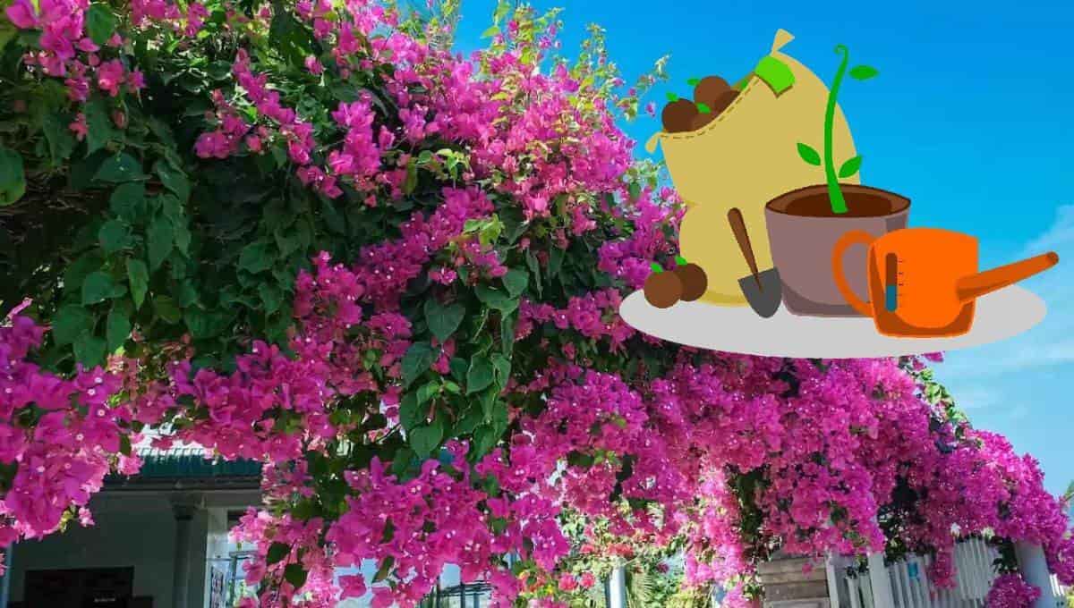 La bugambilia es una de las plantas más comunes. FOTO: Internet